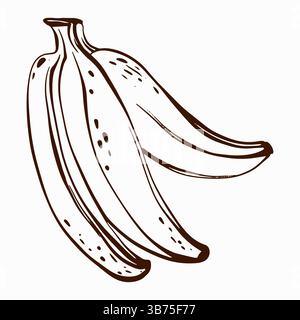 Tropische Banane Vektor-Illustration Stock Vektor