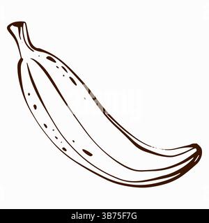 Tropische Banane Vektor-Illustration Stock Vektor