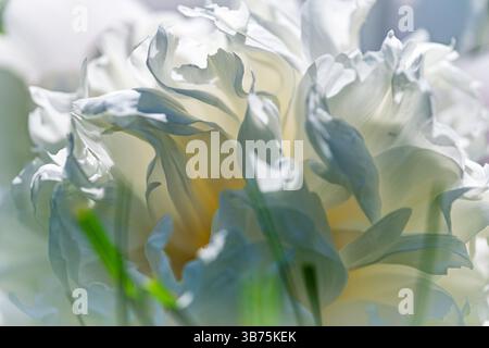 Dieses Bild zeigt eine Nahaufnahme einer Pfingstrosenblüte in voller Blüte. Die Blume zeigt ein zweifarbiges Muster mit Rosa- und Cremetönen. Der pe Stockfoto