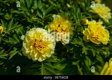Goldene gelbe Doppelpfingstrosen im chinesischen Garten. Hellgelbe Pfingstrosen mit roten Zentren, die zwischen grünen Blättern blühen. Pfingstrosen zeigen den Sommer Stockfoto
