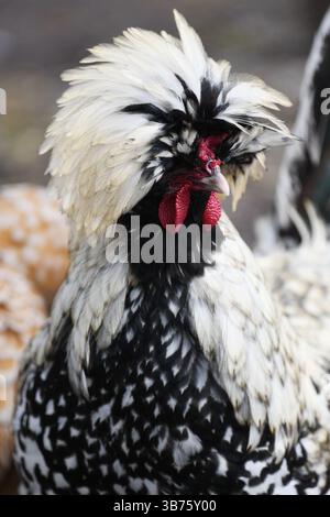 Schwarz / weiß-Hühner Stockfoto