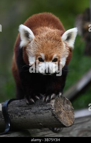 Roter Panda Stockfoto