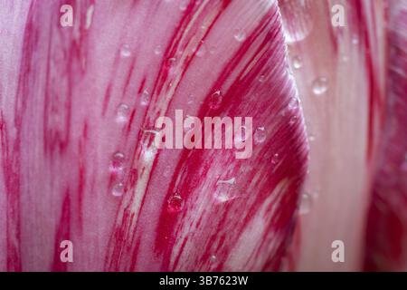 Detail, rosa-rot-weiße Blume, Tulpe (Tulipa), perlende Wassertropfen Stockfoto