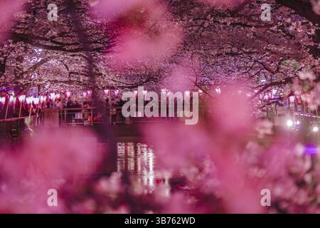 Meguro River Night Sakura (Nakameguro). Drehort: Tokio Meguro-ku Stockfoto