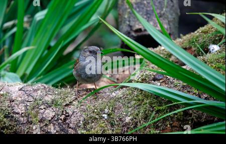 Dunnock auf Nahrungssuche im Wald Stockfoto