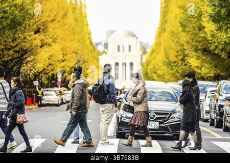 Ginkgo und die Menschen des Schreins äußeren Garten Ginkgo Reihe von Bäumen. Drehort: Metropolregion Tokio Stockfoto