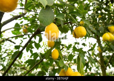 Zitronenbaumzweige mit frischen Zitrusfrüchten in einem Obstgarten. Stockfoto