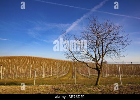 Apple Orchard Rows im Frühjahr. Obstbäume über hellblauem Himmel. Apfelgarten Park bei Sonnenaufgang früh im Licht mit den ersten Sonnenstrahlen Stockfoto