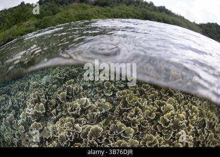 Ein empfindliches, aber gesundes Korallenriff lebt im flachen Wasser in der Nähe von Misool, Raja Ampat, Indonesien. Diese Region bietet eine außergewöhnliche biologische Vielfalt der Meere. Stockfoto