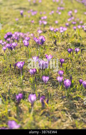 Blühende lila Krokusse im Sonnenlicht des frühen Frühlings, die einen natürlichen Teppich aus Wildblumen mit lebhaften Farben und geringer Schärfentiefe schaffen Stockfoto