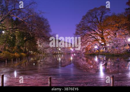 Night Inokashira Park. Drehort: Mitaka City, Tokio Stockfoto