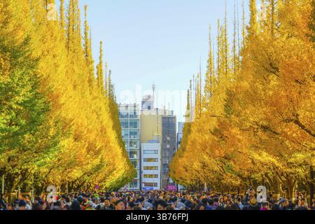 Ginkgo Schrein äußeren Garten Ginkgo Reihe von Bäumen. Aufnahmeort: Metropolregion Tokio Stockfoto