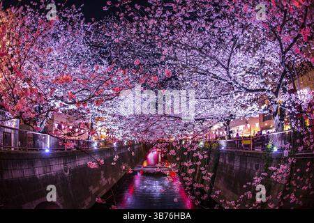 Kirschblüten des Meguro River. Aufnahmeort: Metropolregion Tokio Stockfoto