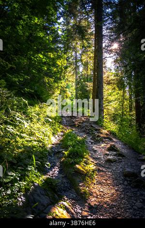 Sonnendurchfluteter Waldweg schlängelt sich durch dichte grüne Wälder in den französischen Alpen Stockfoto
