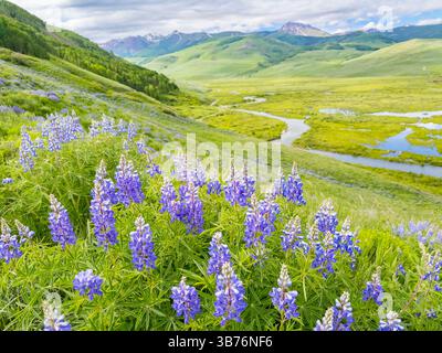 Wiese mit violetten Berglupinen, die in den Bergen in der Nähe von Crested Butte, Colorado, blühen Stockfoto