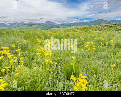 Violette und gelbe Wildblumen blühen in den Bergen bei Crested Butte, Colorado Stockfoto