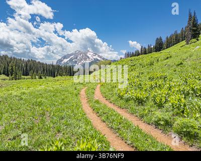 Zweispurige Feldstraße, die durch eine Wiese in den Bergen von Crested Butte, Colorado, führt Stockfoto