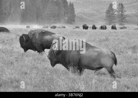Die Herde der typisch amerikanischen Bisons auf der Weide im Grand Teton National Park - schwarz / weiß Foto Stockfoto