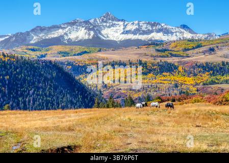Pferde grasen in den Herbstfarben in den San Juan Mountains in der Senffels Range in Colorado Stockfoto