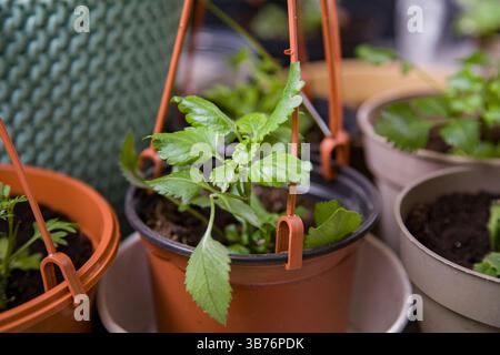 Blume in einem braunen, hängenden Übertopf aus Plastik, Nahaufnahme. Stockfoto