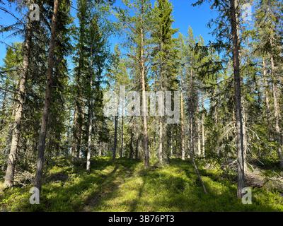 Blick auf einen lebendigen Wald mit üppigen grünen Bäumen und hellem Sonnenlicht. Stockfoto