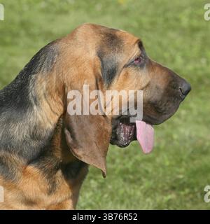 Das Detail von Bloodhound im Frühlingsgarten Stockfoto