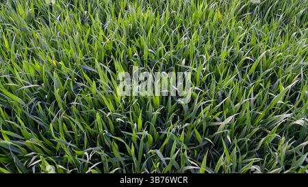 Schöne frische grüne Pflanzen in der Landwirtschaft Stockfoto