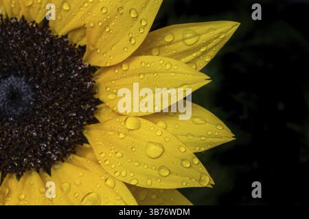 Makroaufnahme einer Sonnenblume (Helianthus annuus) mit Regentropfen auf den gelben Blättern Stockfoto