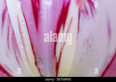 Detail, rosa-rot-weiße Blüte, Tulpe (Tulipa), Wassertropfen Stockfoto