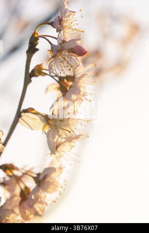 Zarte weiße Blüten im sanften Morgenlicht Stockfoto