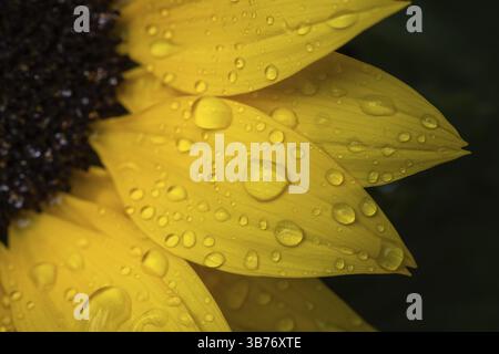 Makroaufnahme einer Sonnenblume (Helianthus annuus) mit Regentropfen auf den gelben Blättern Stockfoto