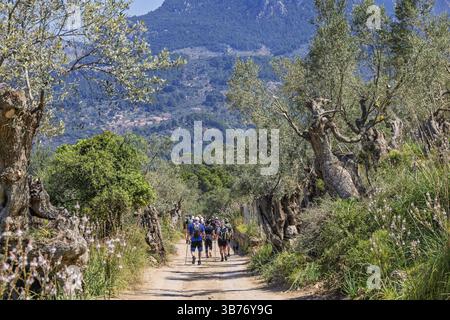 Gruppe von Wanderern, die auf einer Schotterstraße in einem Olivenhain in einem Bergtal, Mallorca, Spanien, Europa laufen Stockfoto
