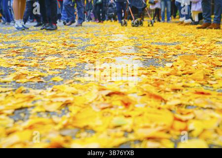 Fuß von Ginkgo und die Menschen des Schreins äußeren Garten Ginkgo Reihe von Bäumen. Drehort: Metropolregion Tokio Stockfoto
