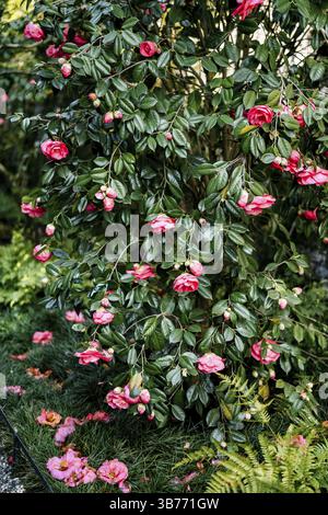 Busch von rosa Kamelie mit grünen Blättern auf dem Gras. Stockfoto