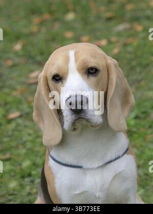 Typische traurig Beagle im Frühlingsgarten Stockfoto