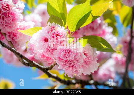 Aus nächster Nähe blühende Kirschblüten mit zarten rosafarbenen Blüten, umgeben von frischen grünen Blättern, die den sanften Kontrast und die Schönheit von Spri einfangen Stockfoto