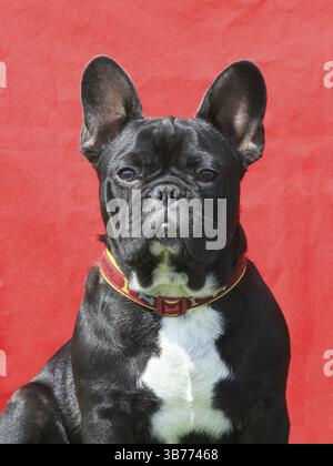Französische Bulldogge auf rotem Grund Stockfoto