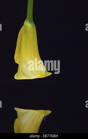 Porträt der gelben Calla-Lilie auf schwarzem Hintergrund Stockfoto