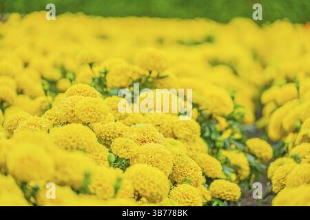 Afrikanischer Marigold (Senjugiku). Drehort: Hokkaido Stockfoto