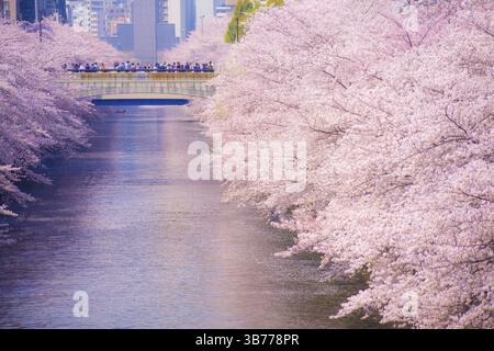 Kirschblüten im Meguro River in voller Blüte. Drehort: Tokio Meguro-ku Stockfoto