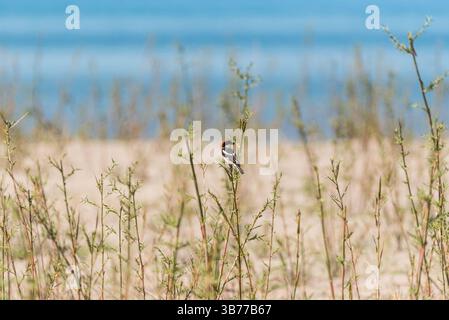 Barching Woodchat Shrike (Lanius Senator) am Andriake Beach, SW Turkiye Stockfoto