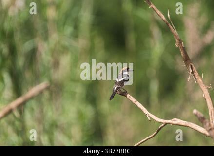 Hochtelter Woodchat Shrike (Lanius Senator) in SW-Turkiye Stockfoto