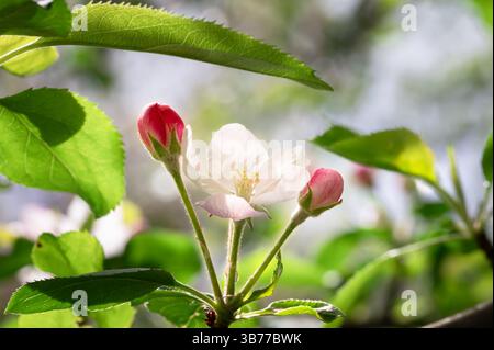 Eine Apfelblüte mit Knospen auf jeder Seite, umgeben von grünen Blättern Stockfoto