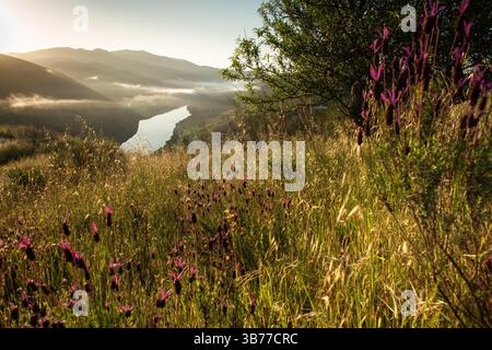 Sonnenaufgang in Vila Nova de Foz CoA ein wunderschöner Blick über den Fluss Douro, Portugal. Stockfoto