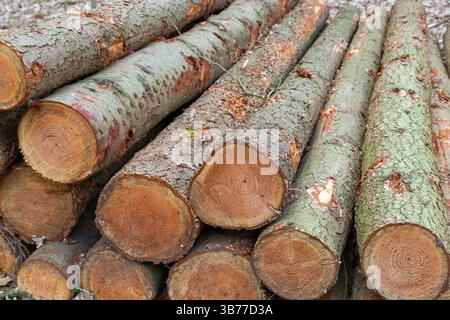 Ein Haufen frisch geschnittener Baumstämme mit Rinde, die sichtbare Ringe und raue Textur zeigen, ordentlich aufeinander gestapelt. Stockfoto