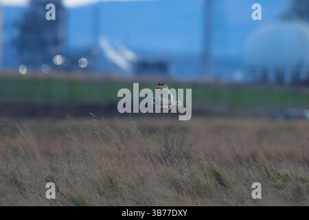 Kurzohr-Eulen fliegen tief über Grasland auf der Suche nach Beute, County Durham, England, Vereinigtes Königreich. Stockfoto