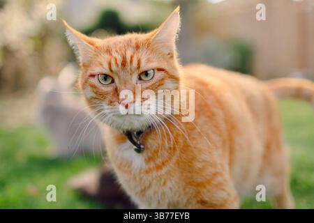 Süße Ingwerkatze aus der Nähe. Pelzige orangefarbene Katze im Freien Stockfoto
