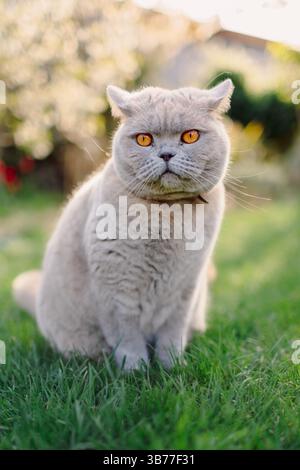 Schottisches Katzenporträt im Freien. Ernste graue Katze Stockfoto