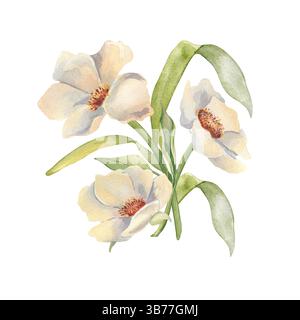 Weiche weiße wilde Gartenanemonen und sanftes Grün durch Aquarellillustration isoliert. Blumen Bündel Pfingstrosen und Blätter Pastellfarben handgezeichnet Stockfoto