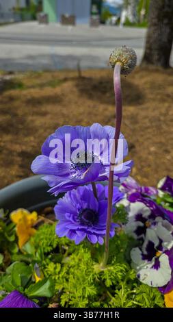 Zwei blaue himalaya-Mohnblumen im Blumendesign, umgeben von anderen Blumen in gelber, weißer und lila Farbe. Blaue Blumen auf dem Blumenbeet, selektiv für Stockfoto